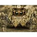 Tristel Avatar